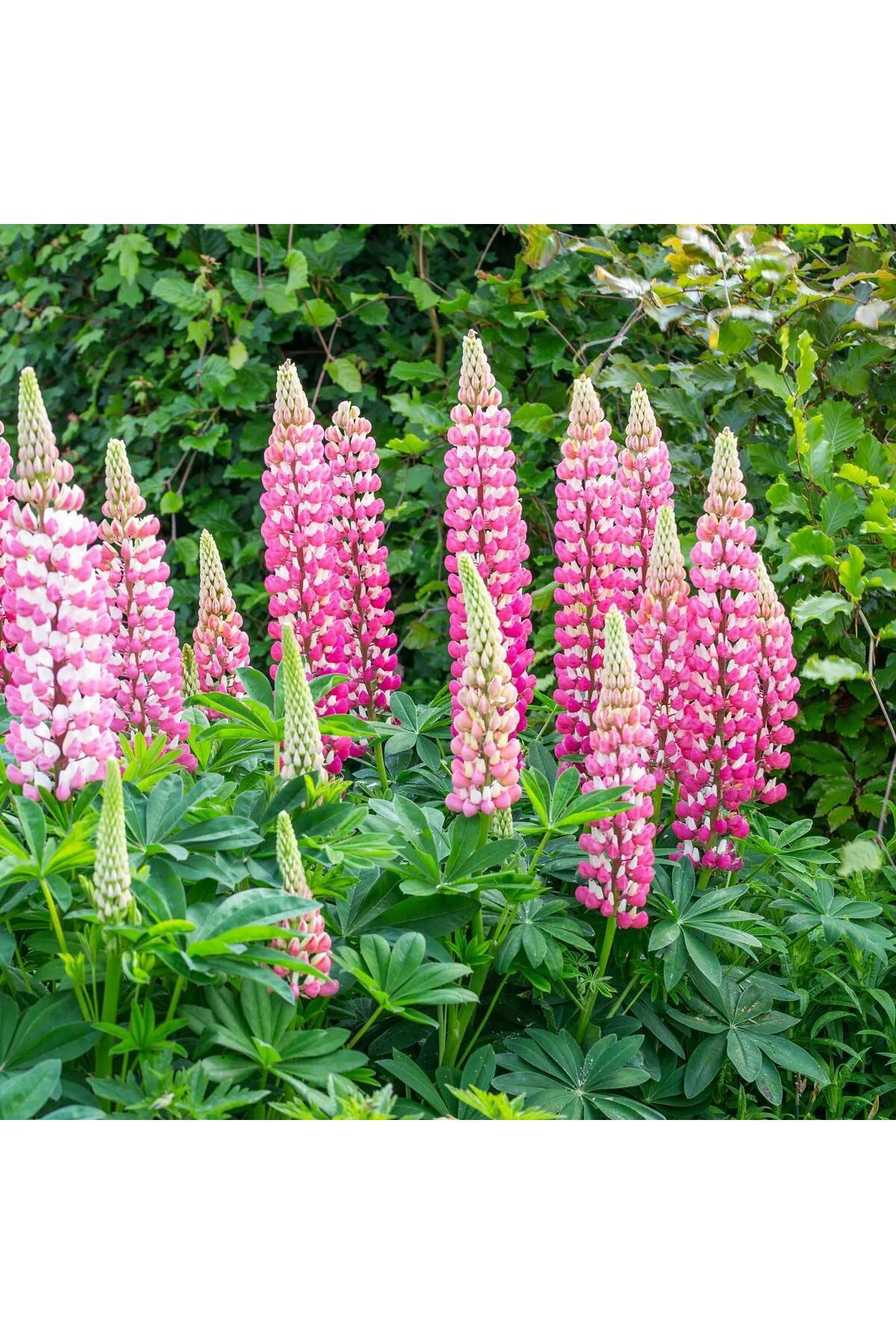 The Chateleine lupin tohumu acı bakla çiçeği lupinus russel Fiyatı, Yorumları ve Özellikleri