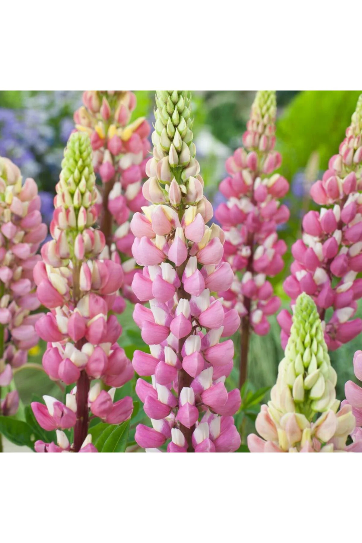 The Chateleine lupin tohumu acı bakla çiçeği lupinus russel Fiyatı, Yorumları ve Özellikleri
