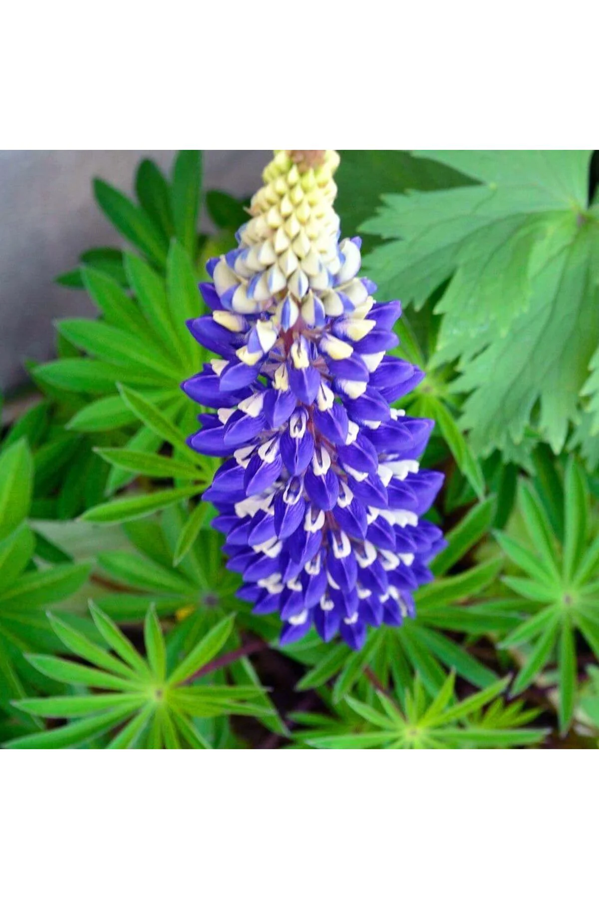 The Governor lupin tohumu acı bakla çiçeği lupinus russel The Governor lupin tohumu acı bakla çiçeği lupinus russel