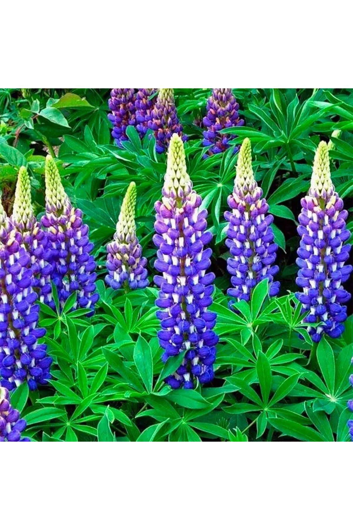 The Governor lupin tohumu acı bakla çiçeği lupinus russel The Governor lupin tohumu acı bakla çiçeği lupinus russel