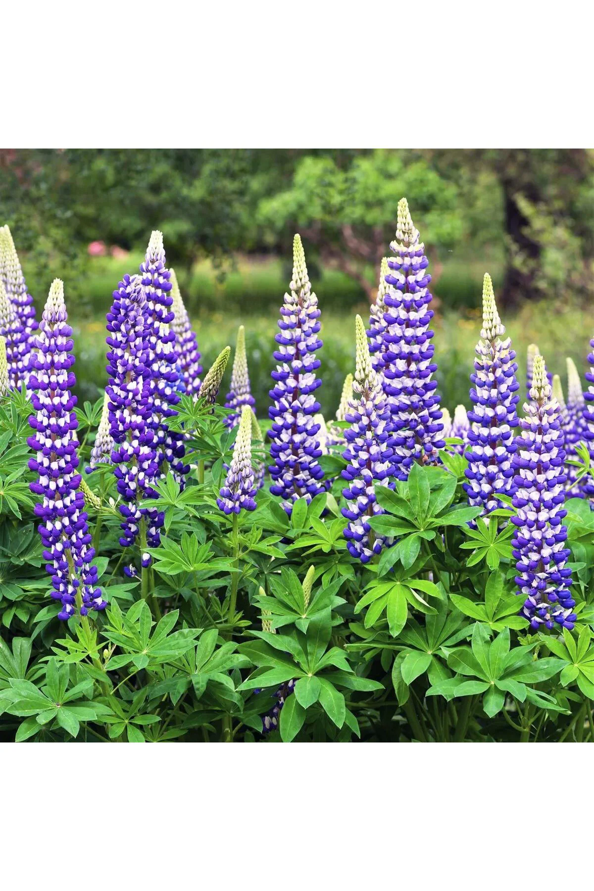 The Governor lupin tohumu acı bakla çiçeği lupinus russel The Governor lupin tohumu acı bakla çiçeği lupinus russel
