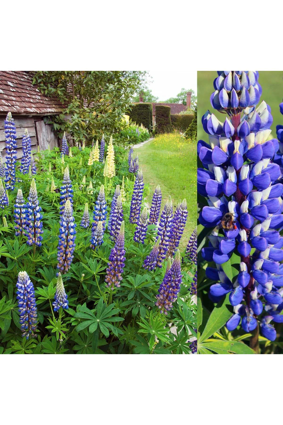 The Governor lupin tohumu acı bakla çiçeği lupinus russel The Governor lupin tohumu acı bakla çiçeği lupinus russel