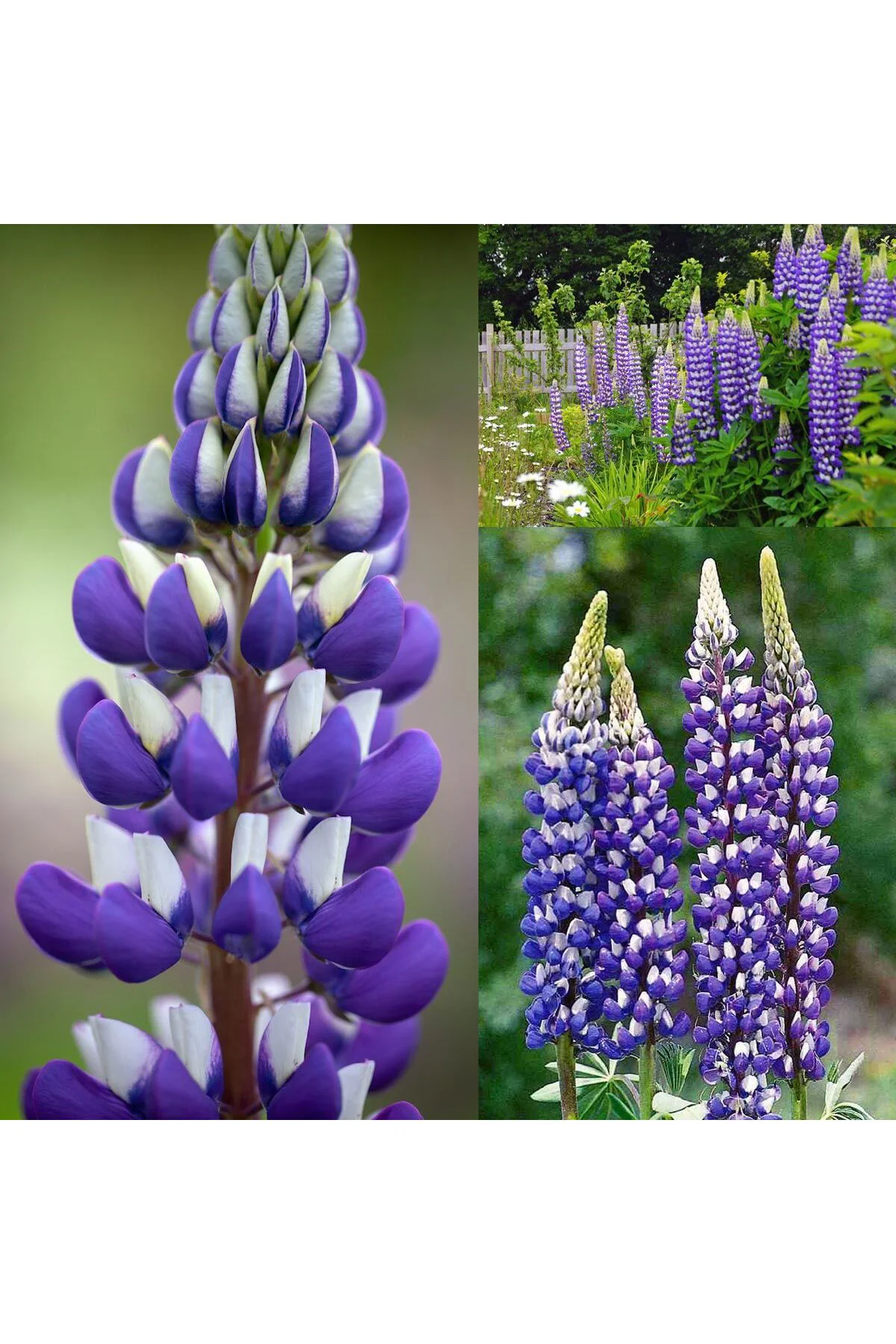 The Governor lupin tohumu acı bakla çiçeği lupinus russel The Governor lupin tohumu acı bakla çiçeği lupinus russel