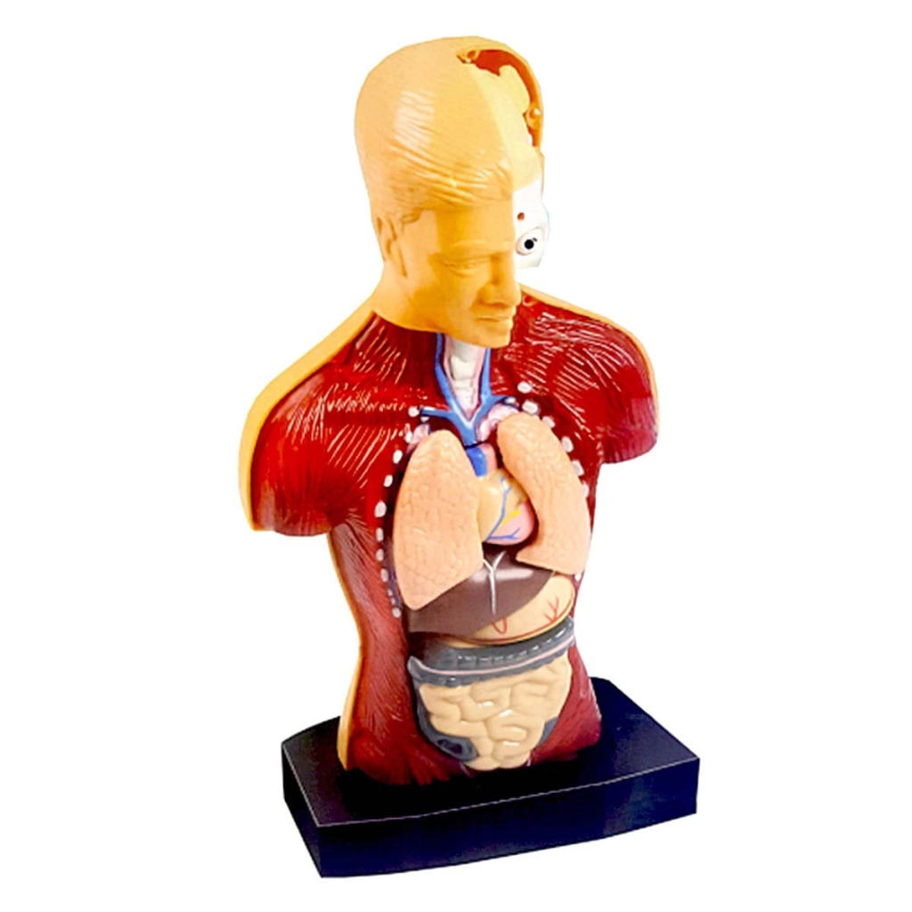 The Human Body İnsan Vücudu 3D Eğitim Seti 3301 The Human Body İnsan Vücudu 3D Eğitim Seti 3301