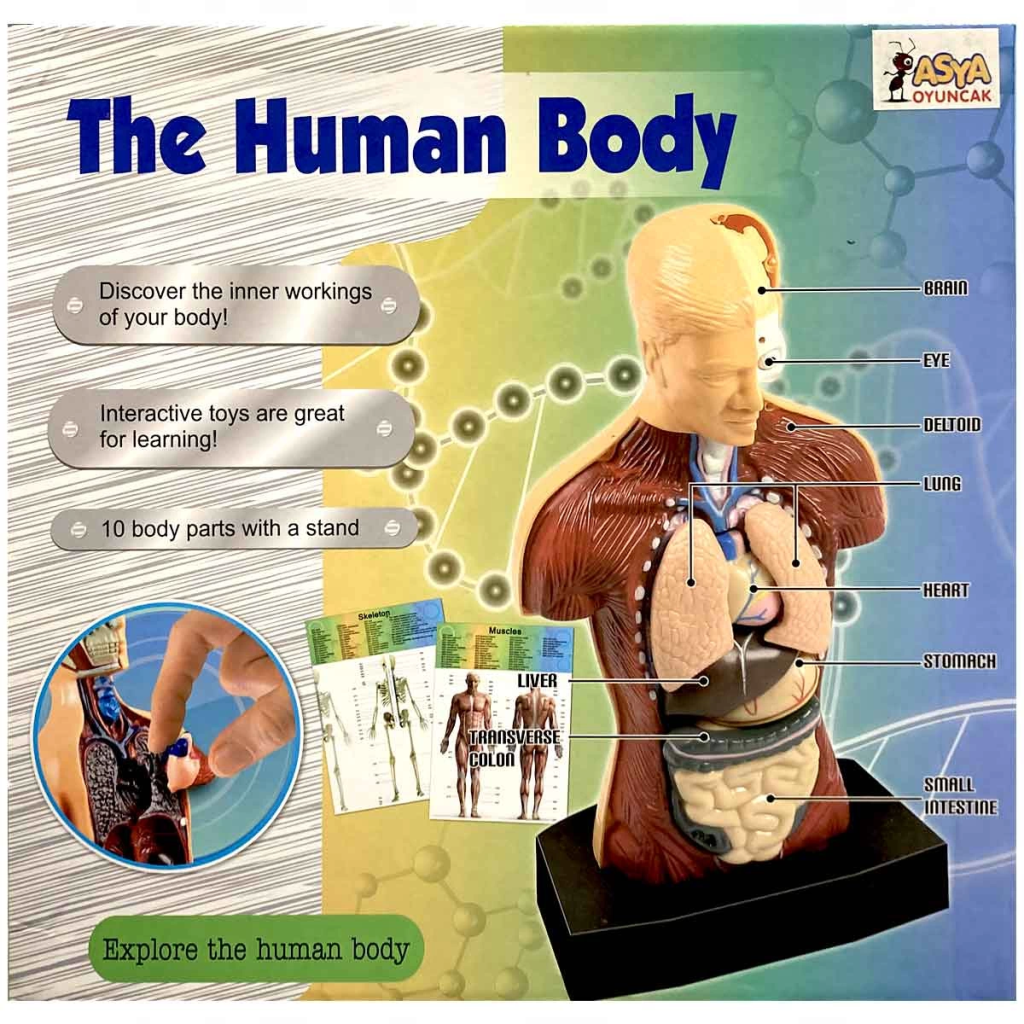 The Human Body İnsan Vücudu 3D Eğitim Seti 3301 The Human Body İnsan Vücudu 3D Eğitim Seti 3301