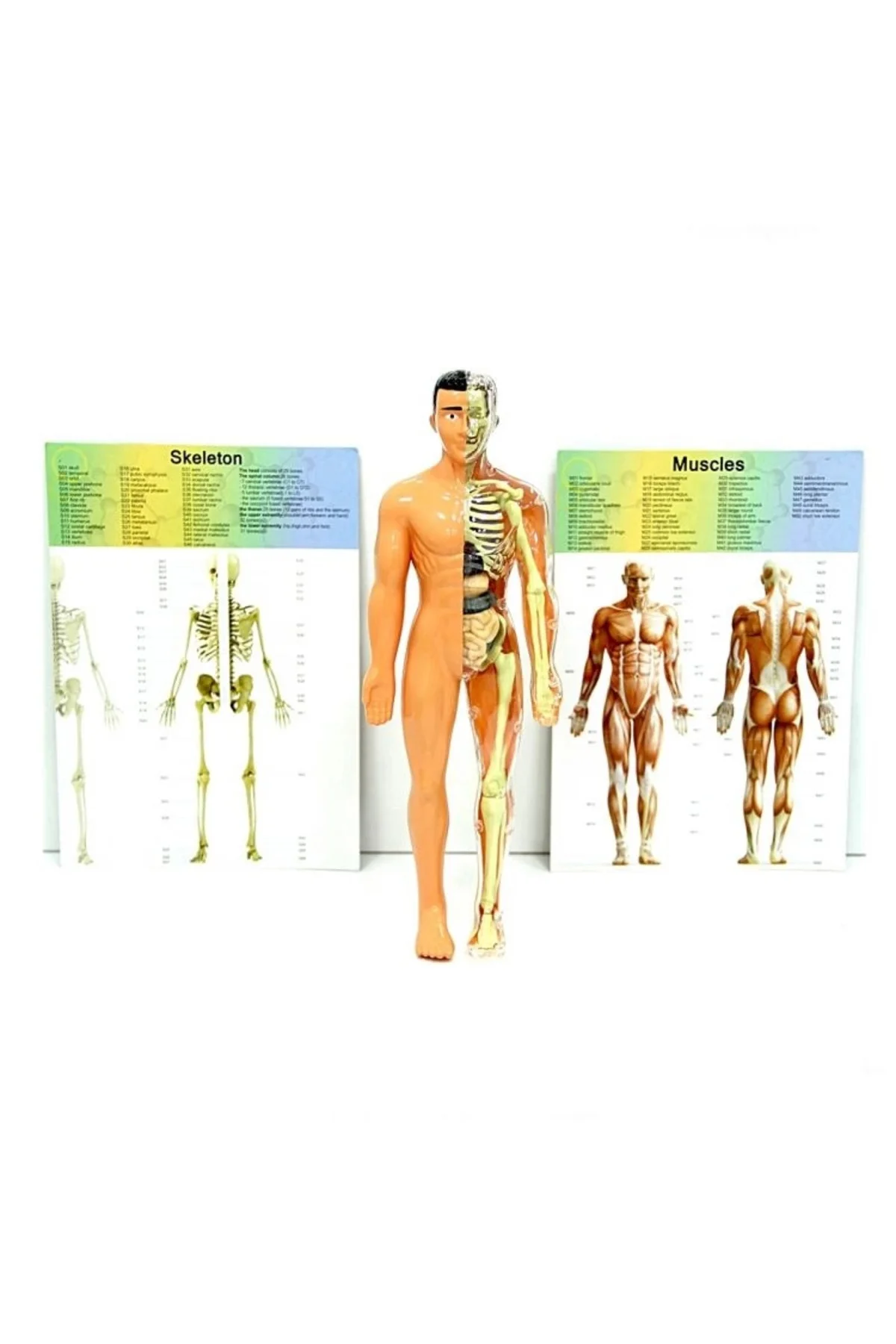 The Human Body İnsan Vücudu 3D Eğitim Seti 3302