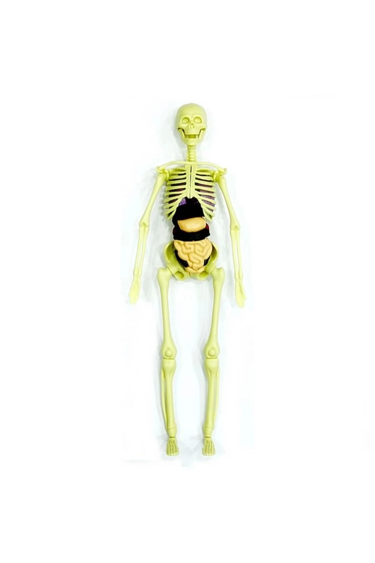 The Human Body İnsan Vücudu 3D Eğitim Seti 3302
