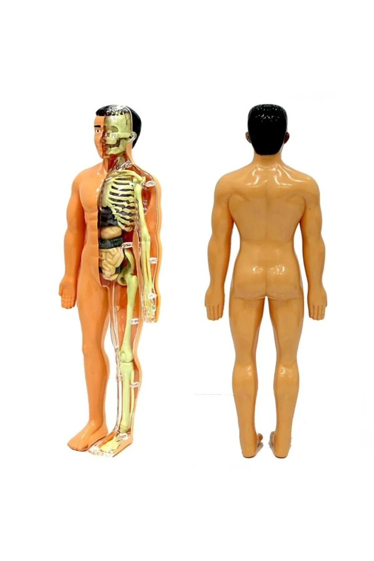 The Human Body İnsan Vücudu 3D Eğitim Seti 3302