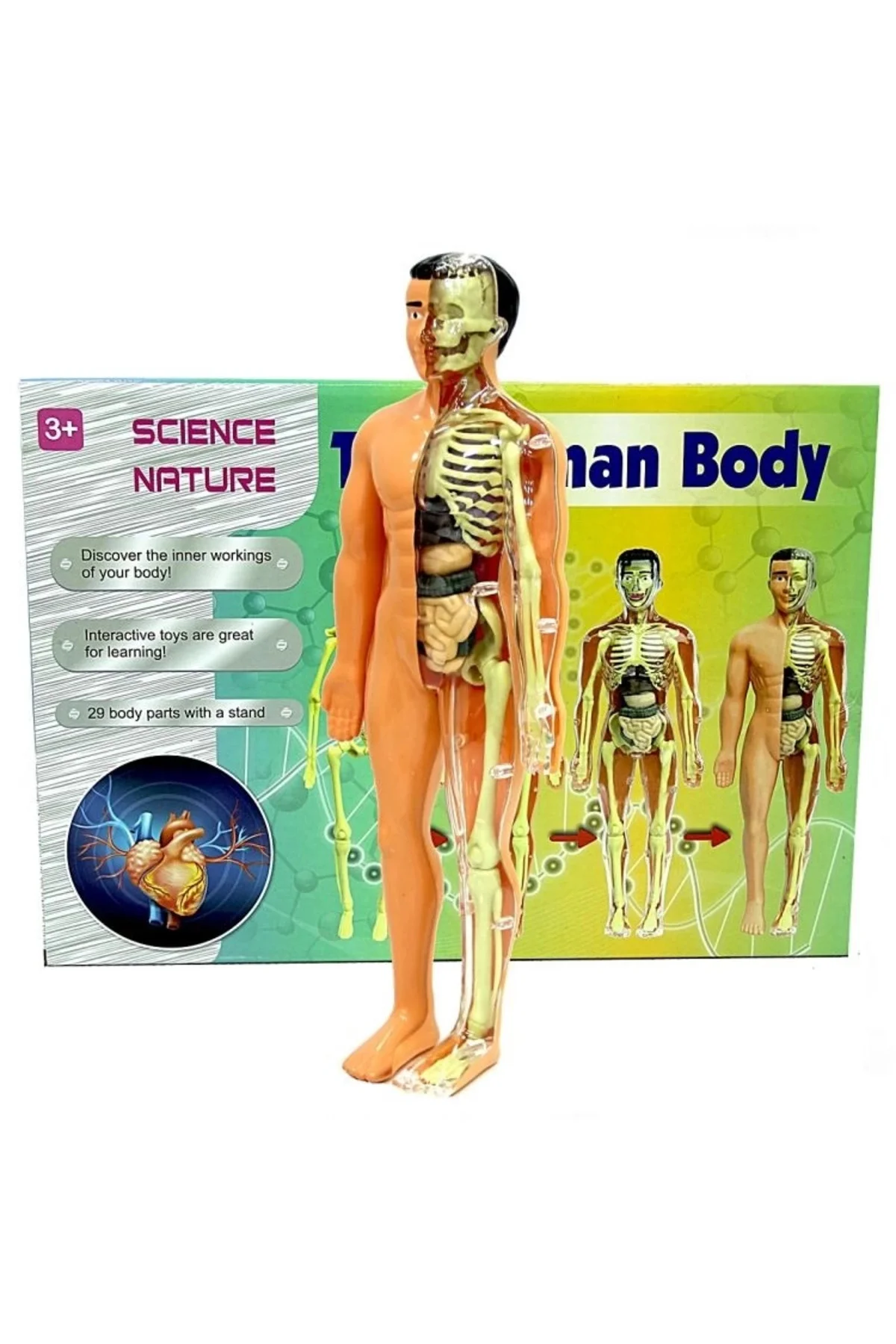 The Human Body İnsan Vücudu 3D Eğitim Seti 3302