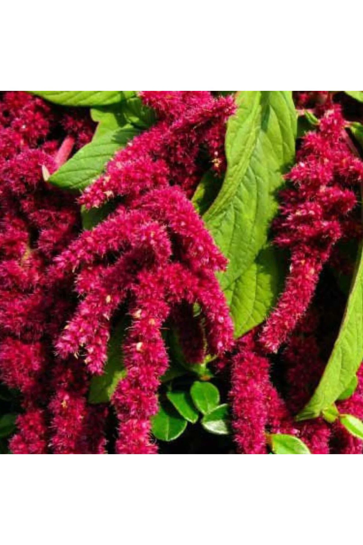 TİLKİ KUYRUĞU Tohumu Yerli Amaranthus caudatus 100 adet Fiyatı, Yorumları ve Özellikleri