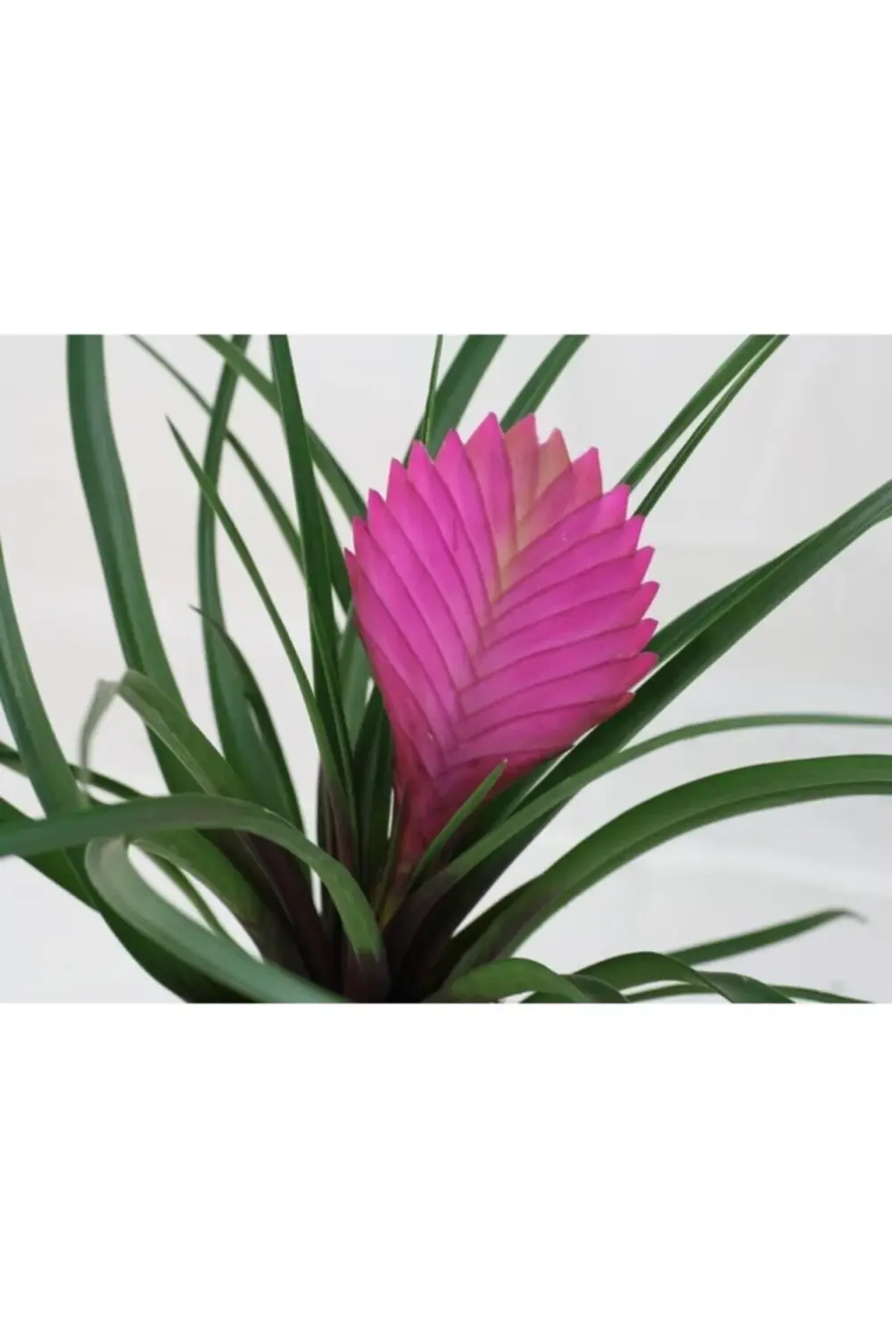 Tillandsia Çiçeği Bebek Boy – Hava Bitkisi – Air Plant Mor Çiçek