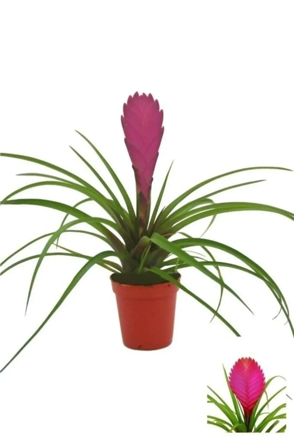 Tillandsia Çiçeği Bebek Boy – Hava Bitkisi – Air Plant Mor Çiçek
