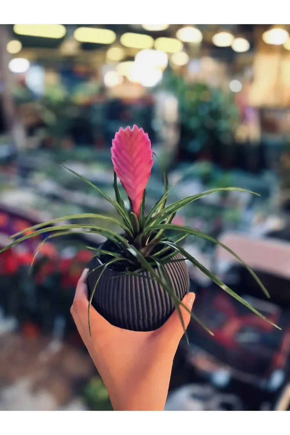 Tillandsia Çiçeği-hava Bitkisi-air Plant Mor Çiçek Açar