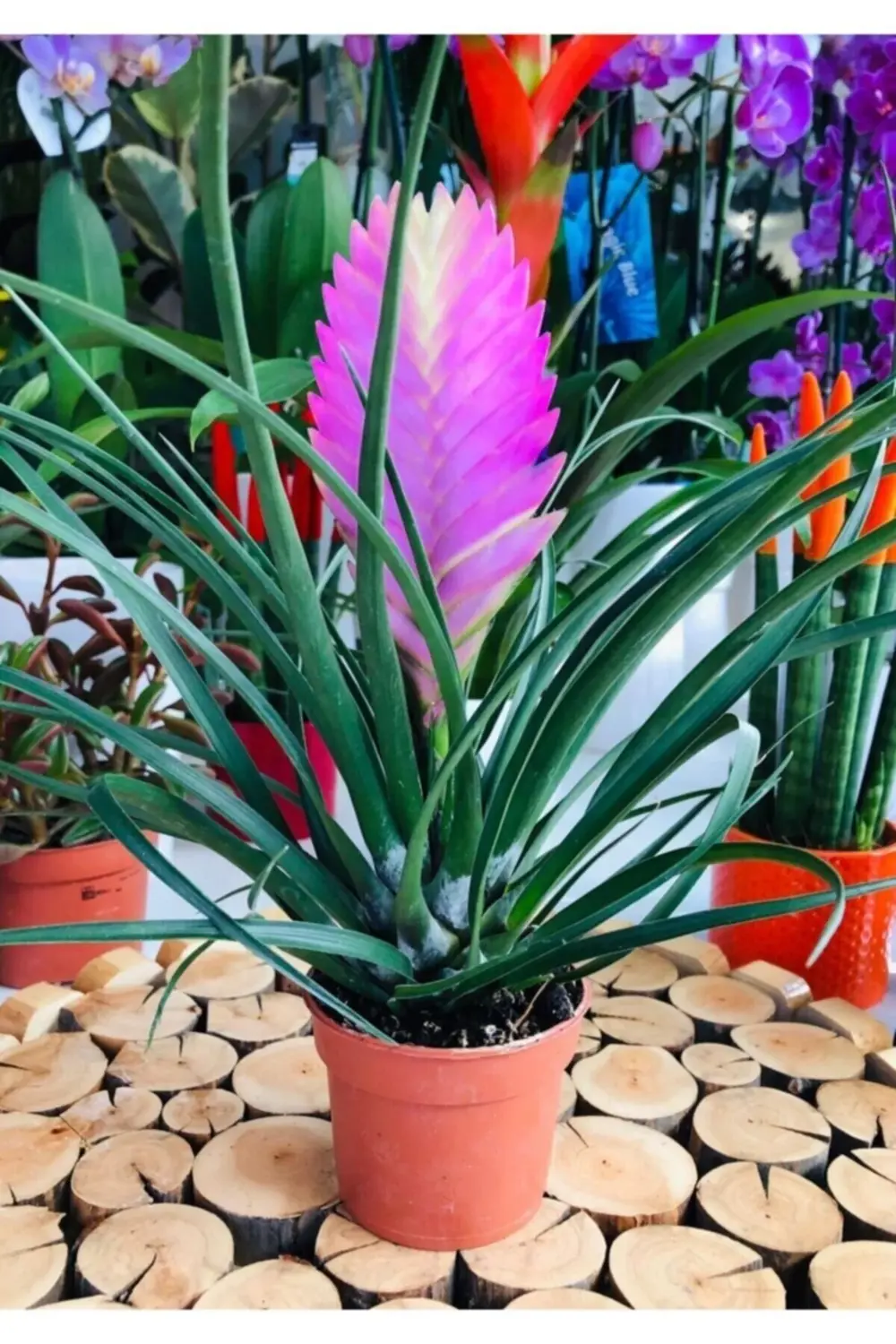 Tillandsia Çiçeği - Hava Bitkisi - Air Plant Mor Çiçek Açar