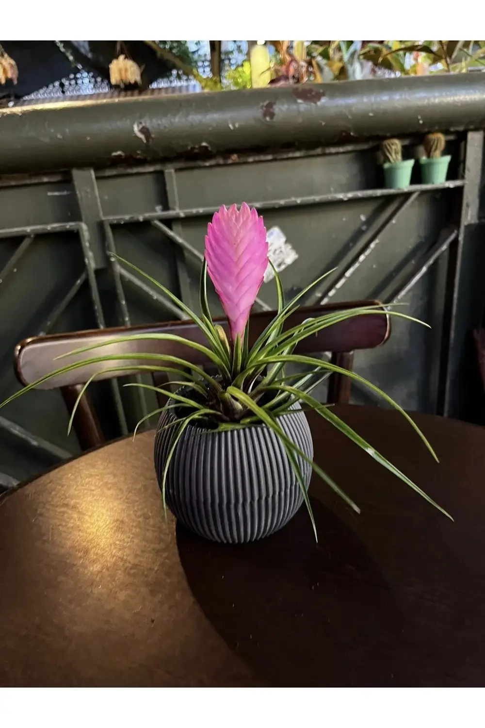 Tillandsia Çiçeği-hava Bitkisi-air Plant Mor Çiçek Açar