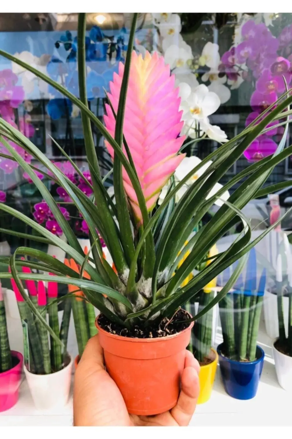 Tillandsia Çiçeği - Hava Bitkisi - Air Plant Mor Çiçek Açar