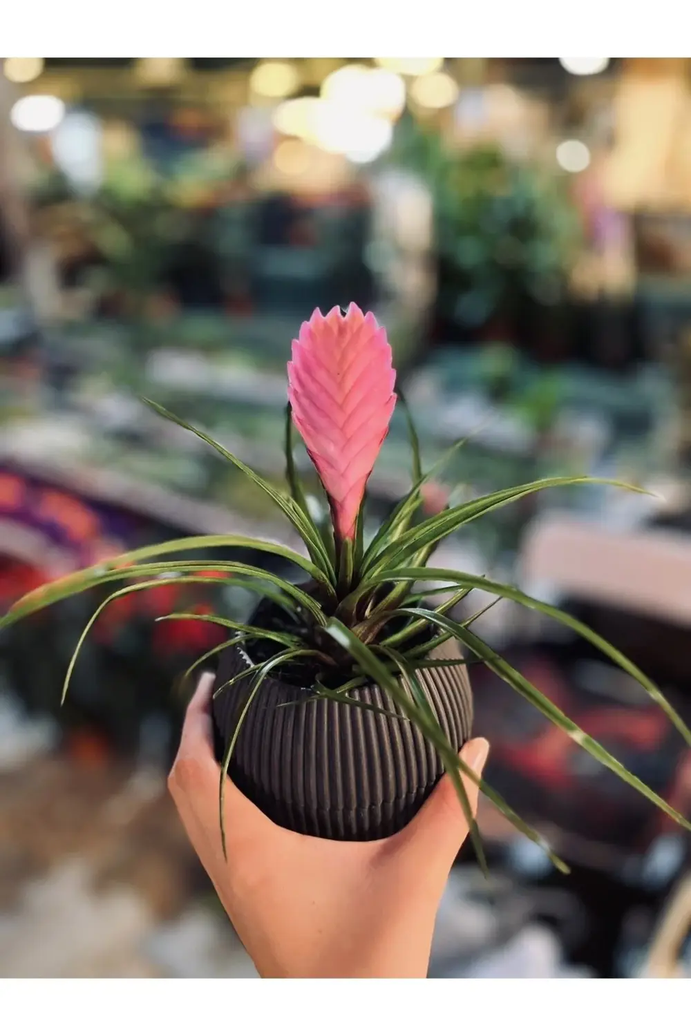 Tillandsia Çiçeği-hava Bitkisi-air Plant Mor Çiçek Açar
