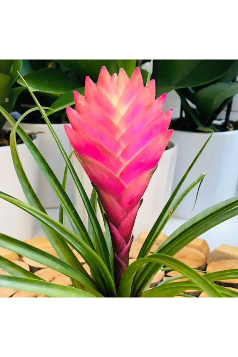 Tillandsia Çiçeği - Hava Bitkisi - Air Plant Mor Çiçek Açar