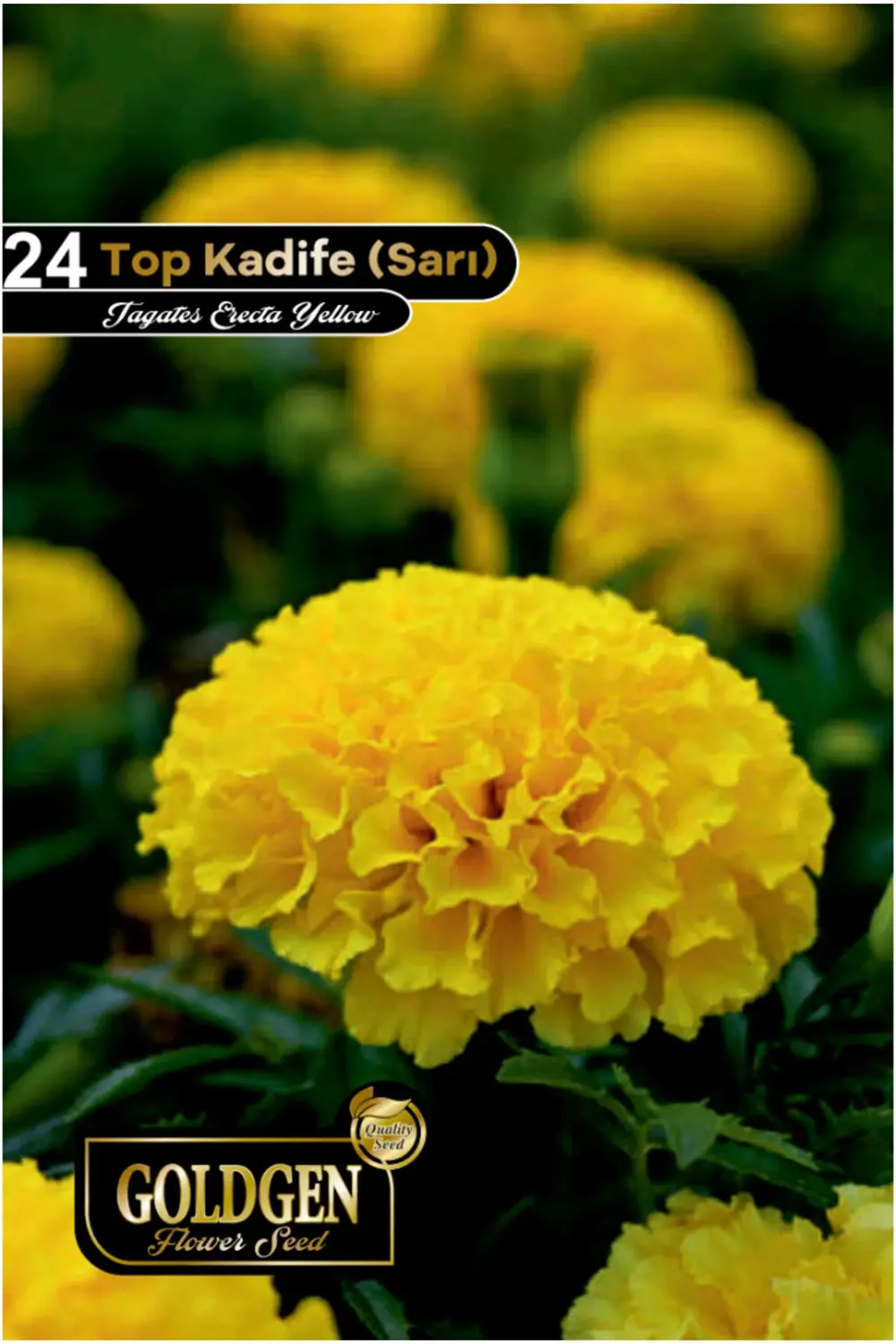 Top Kadife Tohumu (Sarı)