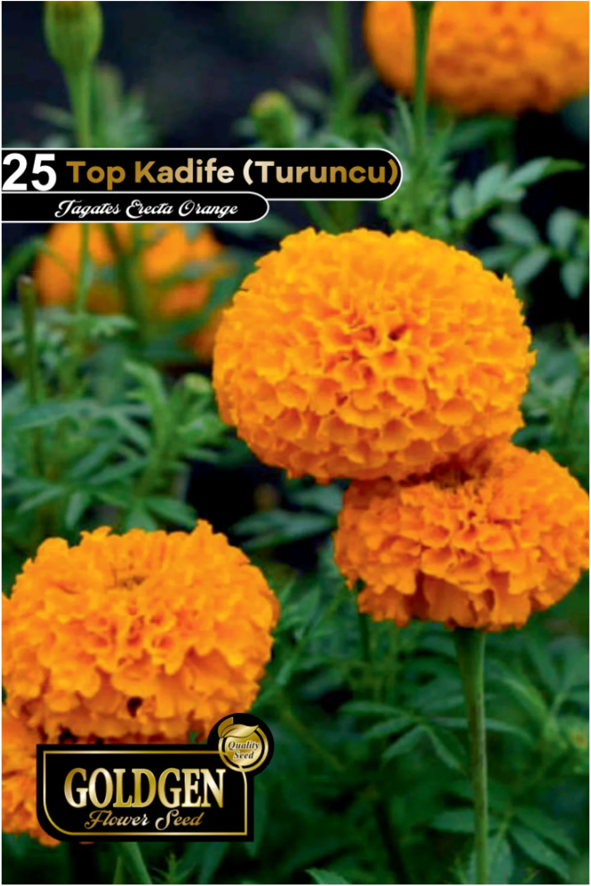 Top Kadife Tohumu