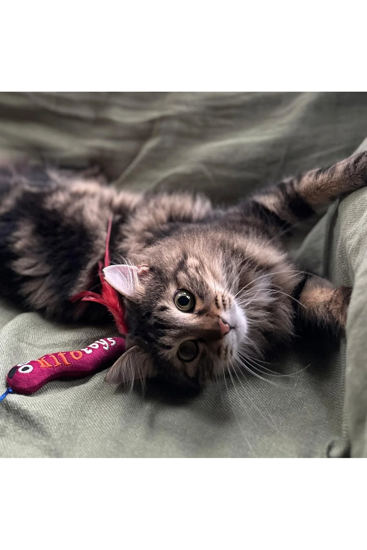 Toys Solucan (Olta) Peluş Kedi Oyuncağı