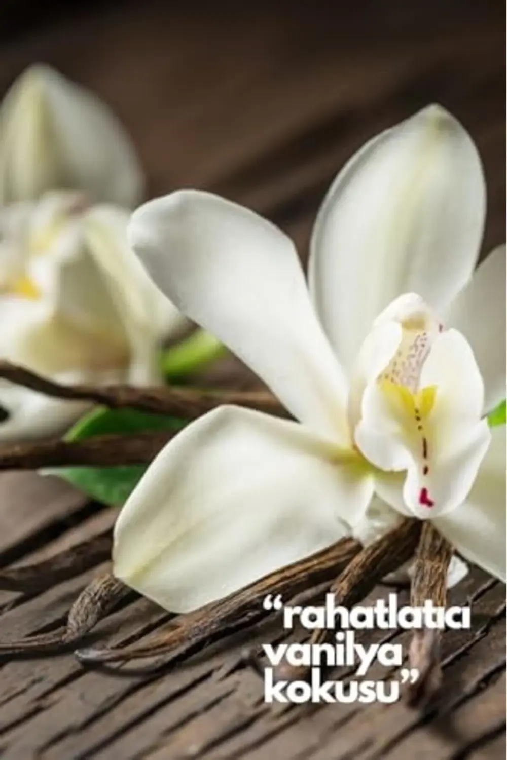 trendyvision ALYA 's Scents - Vanilya Oda Kokusu Yedek Makine Spr