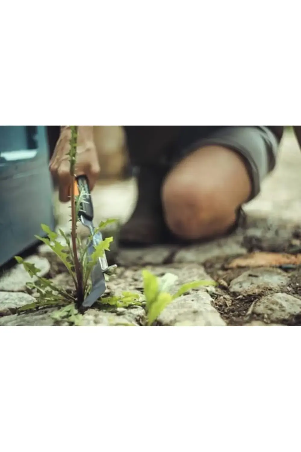 trendyvision Küçük Ayıklama Bıçağı, yabani otları ve yosunları te