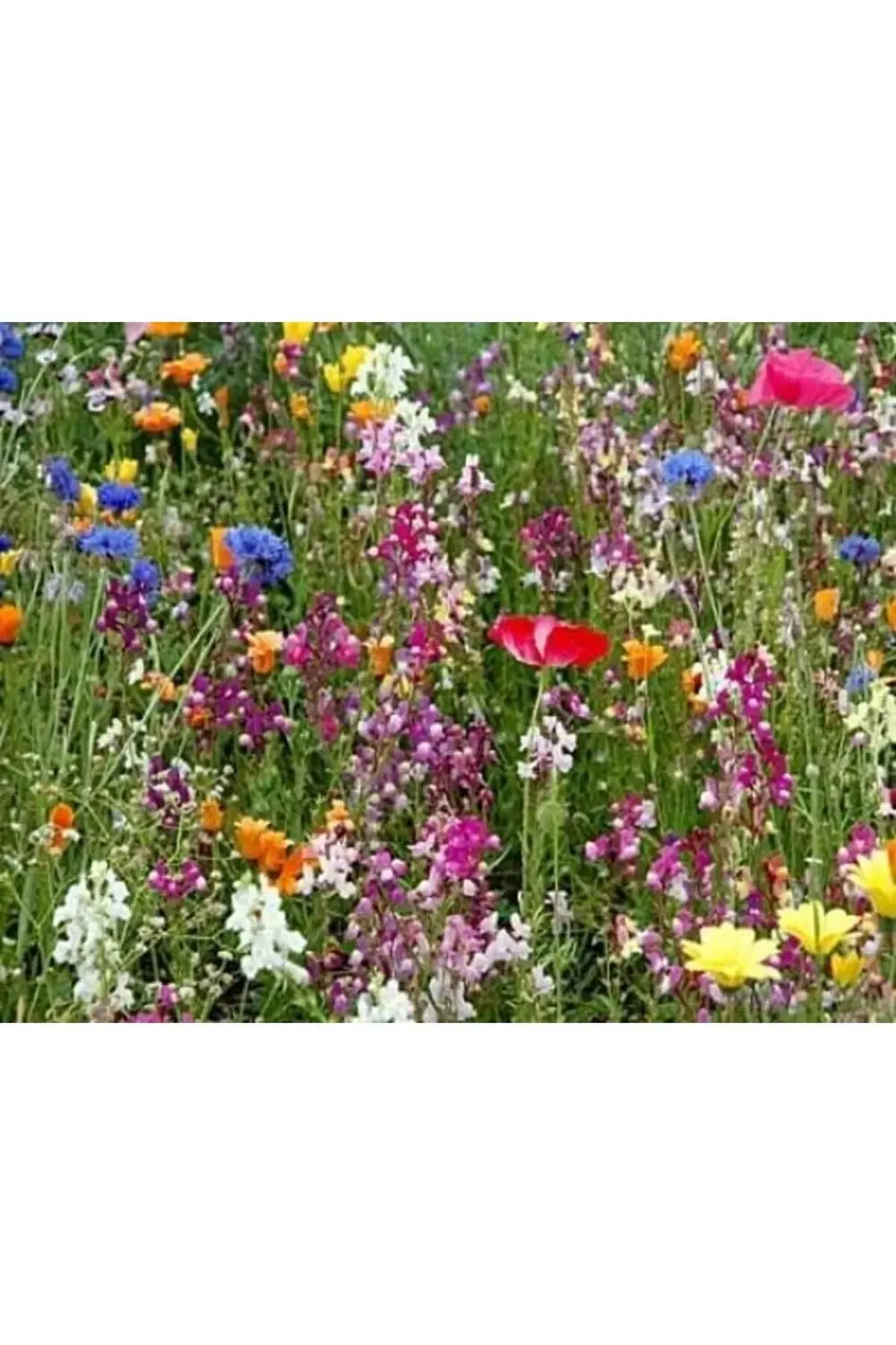 trendyvision tohhum KARIŞIK KIR ÇİÇEKLERİ 1000+ buyflicker 395519