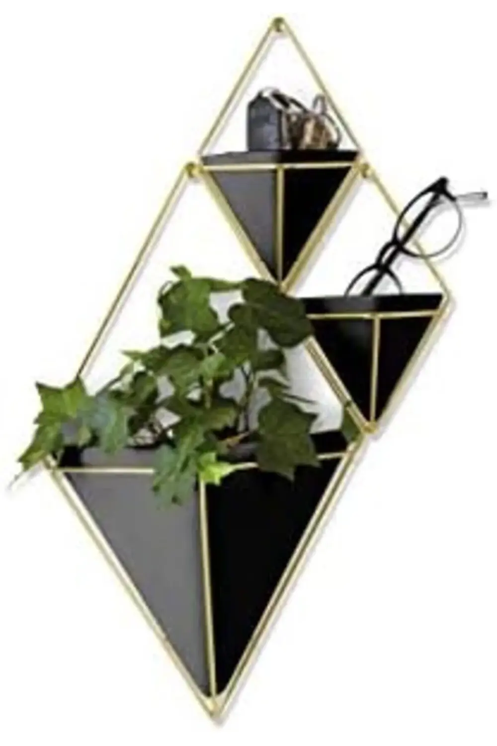 Trigg Duvar ve Geometrik Dekoasyon, Oda Bitkileri, Sukulentler, H