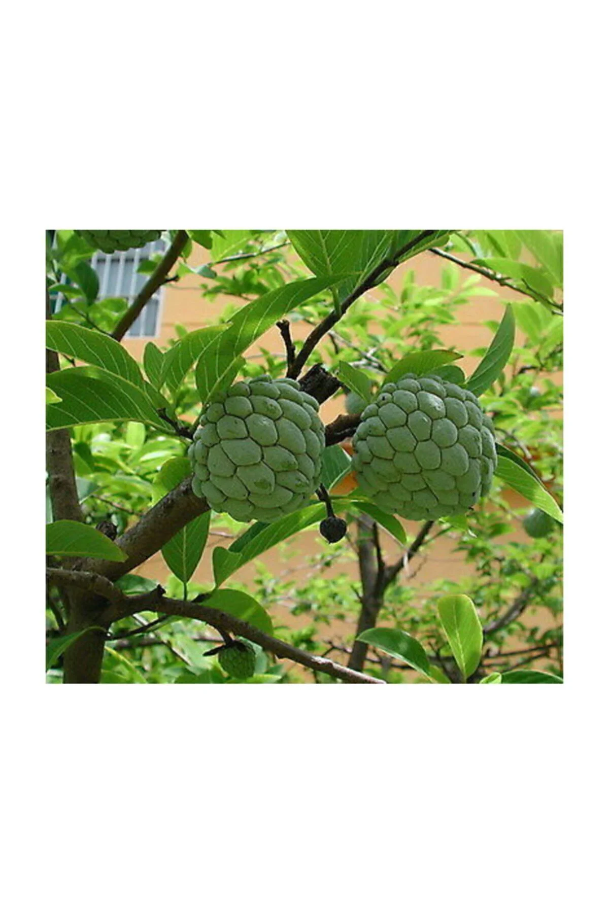 Tropikal Sugar Apple Meyvesi Tohumu 3 Adet Tohum Şeker Elma Fiyatı, Yorumları ve Özellikleri