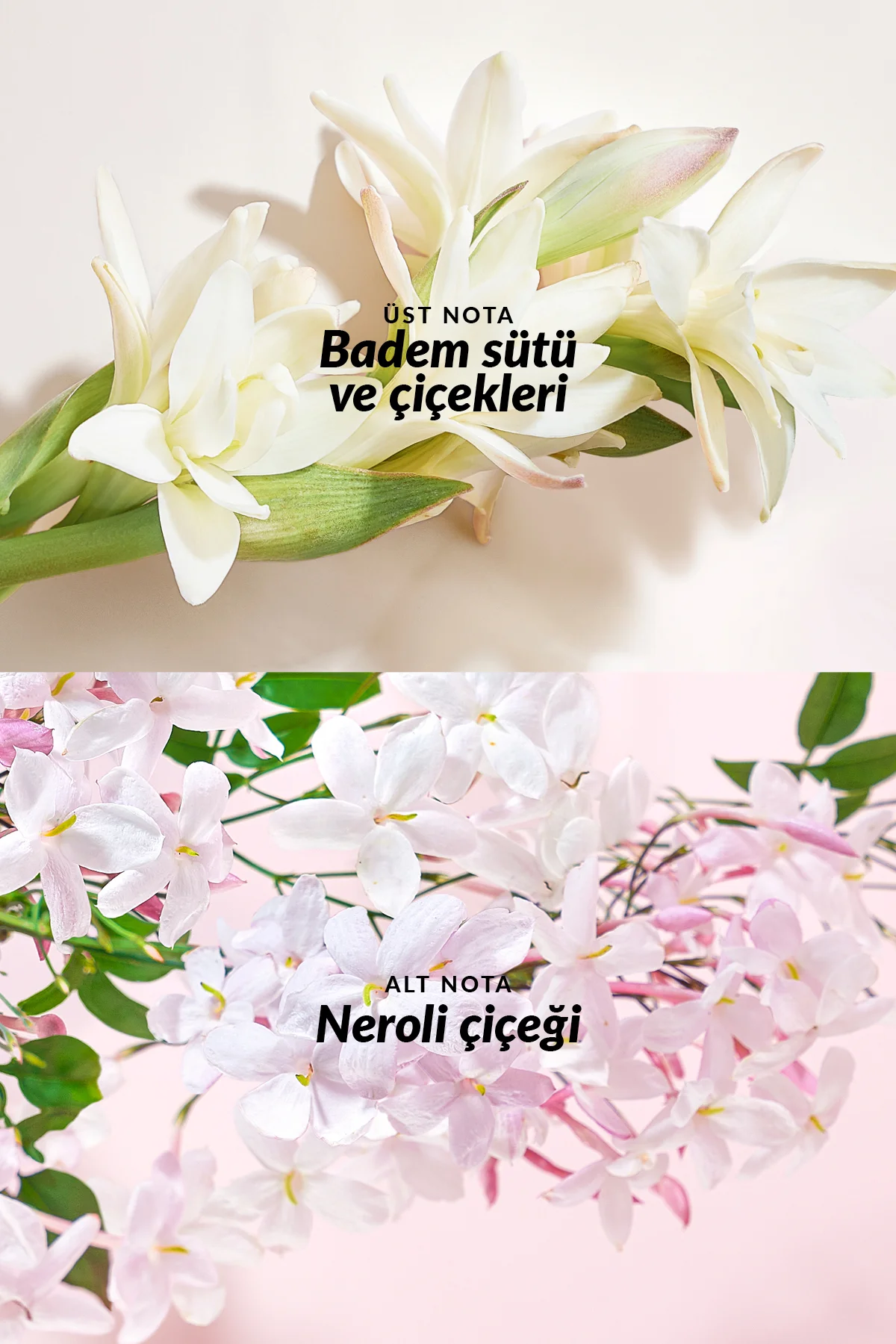 TTA Everlasting Kadın Parfüm EDP 50 ml TTA Everlasting Kadın Parfüm EDP 50 ml