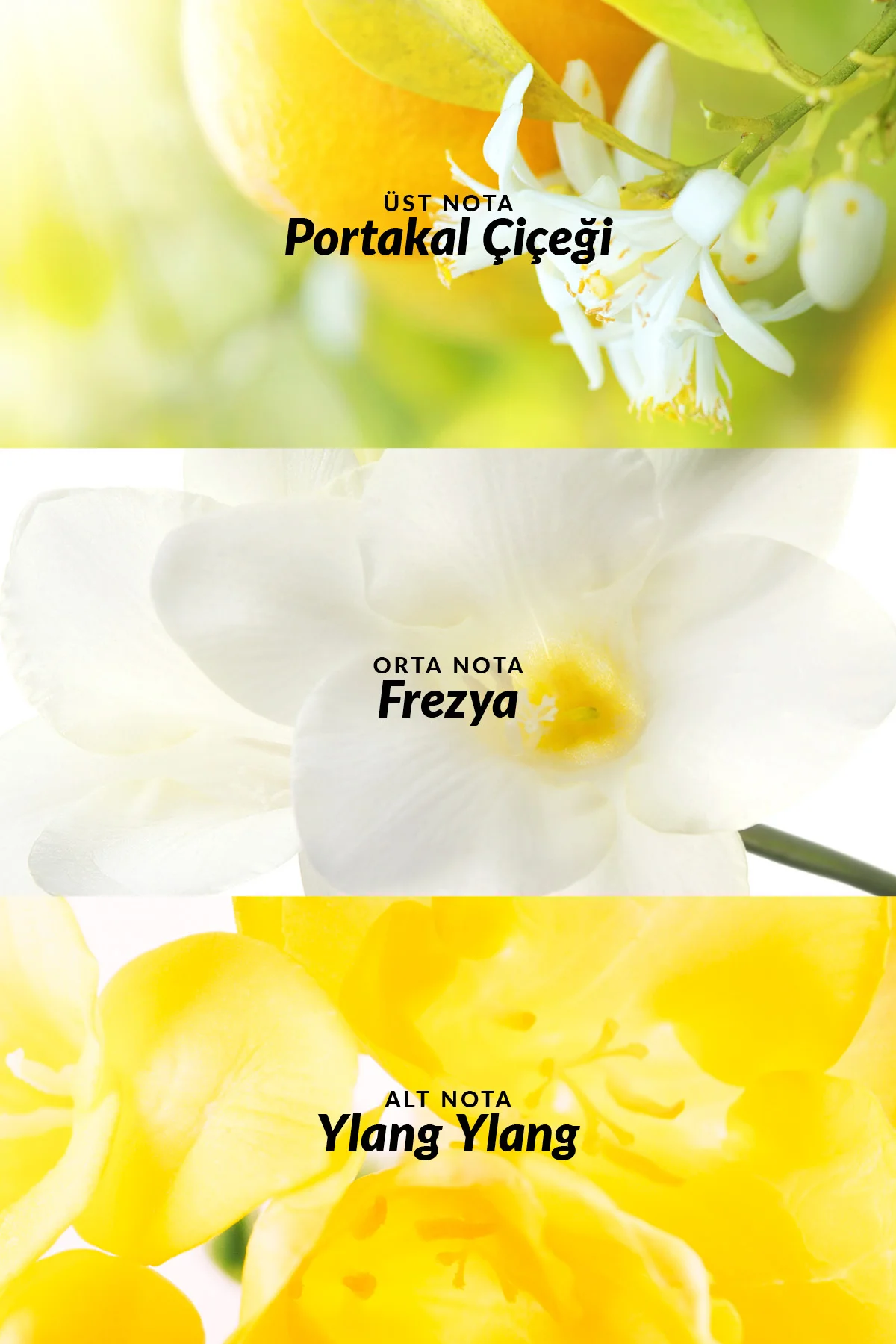 Tta Today Kadın Parfüm ve Vücut Losyonu Paketi