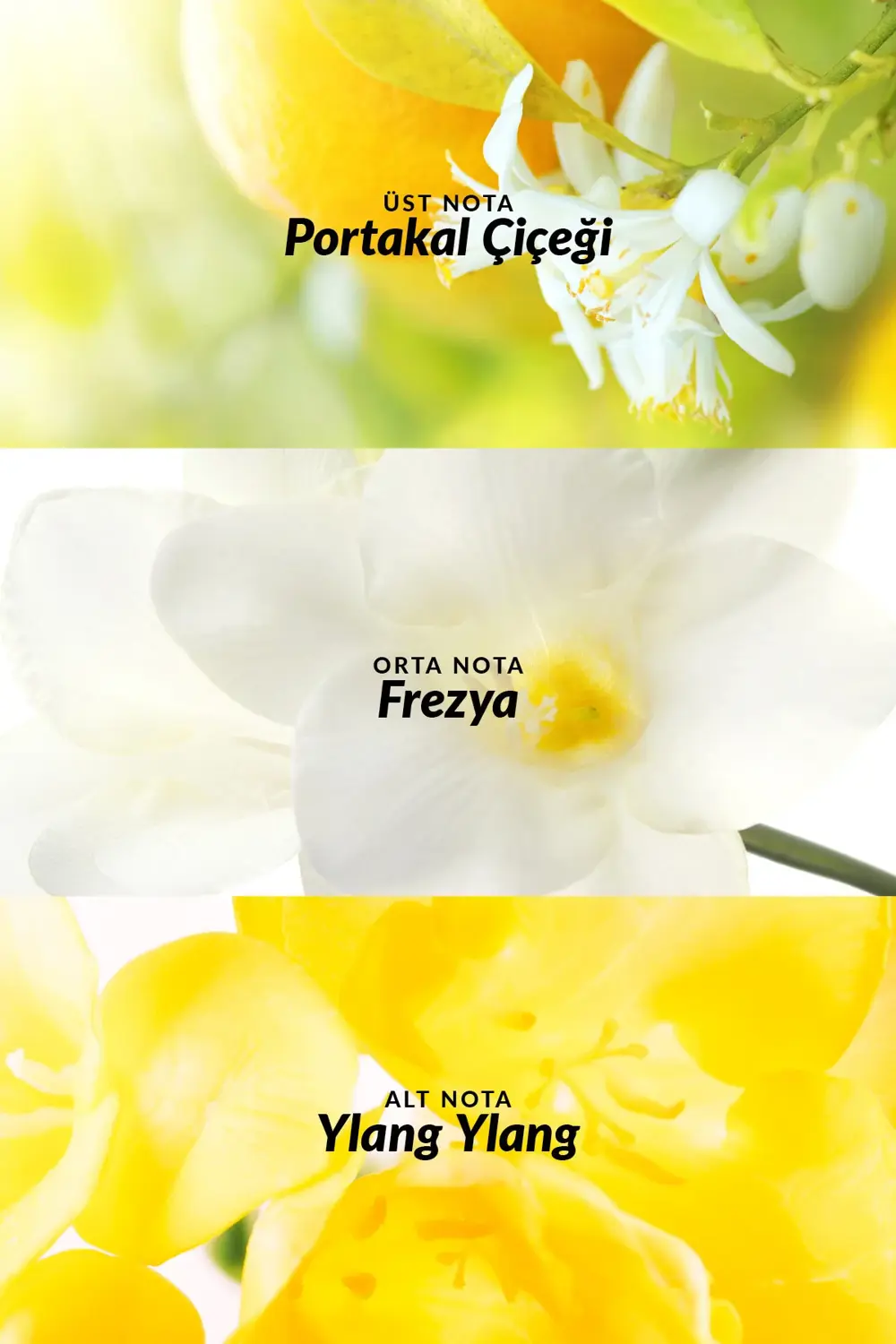 Tta Today Kadın Parfüm ve Vücut Losyonu Paketi