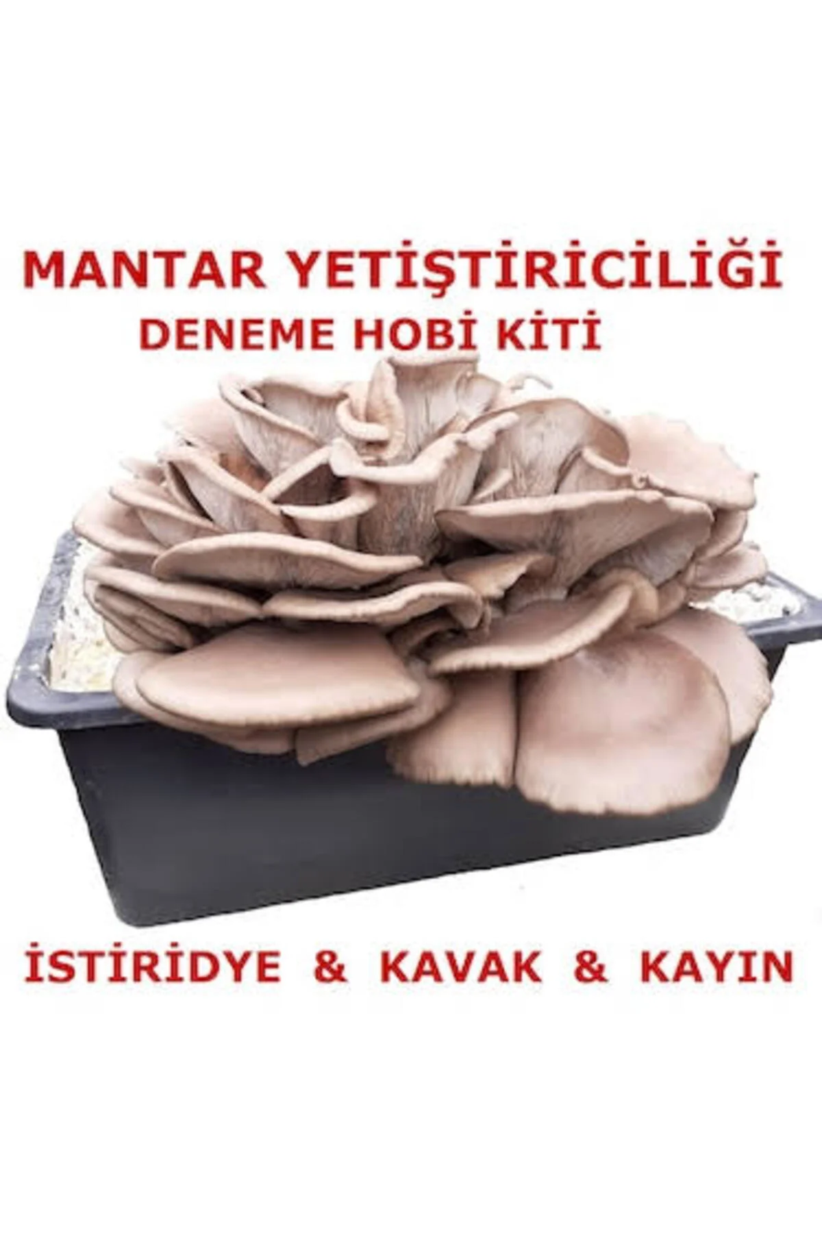 Tubitak Proje Seti Mantar Yetiştiriciliği