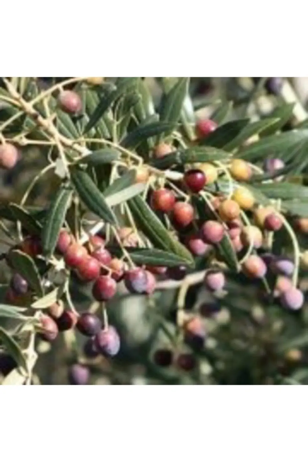 Tüplü Arbequina Bodur Ispanyol Zeytin Fidanı Meyve Verme Durumund