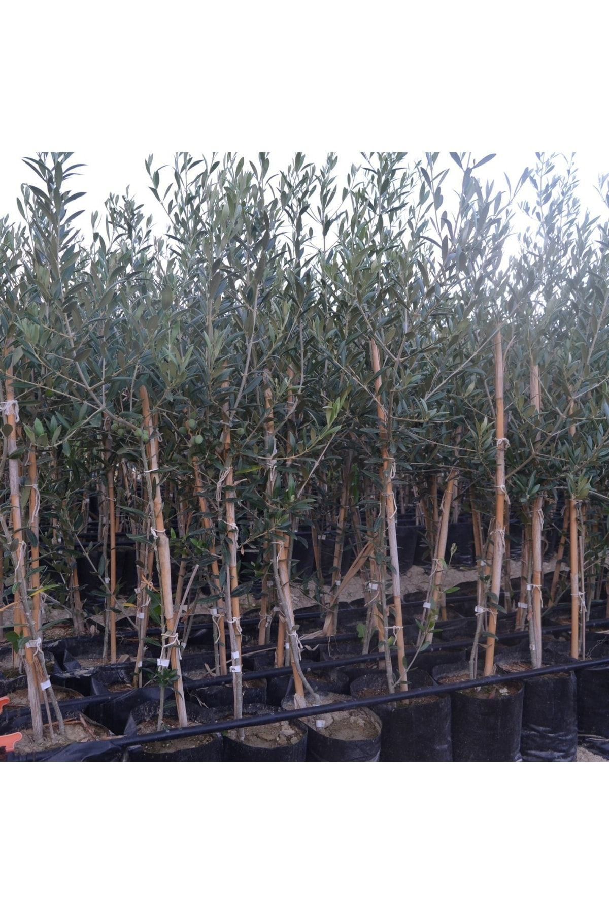 Tüplü Arbequina Bodur İspanyol Zeytin Fidanı 2 Yaş Meyve Verme Du