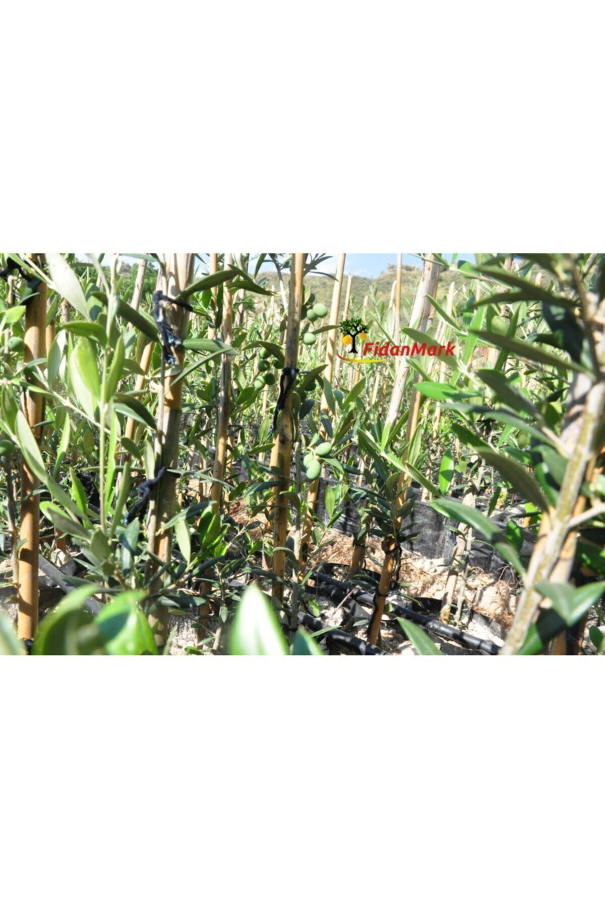 Fidanmark Tüplü Arbequına (Bodur) Zeytin Fidanı 2Yaş (Evde Saksıda Yetiştir