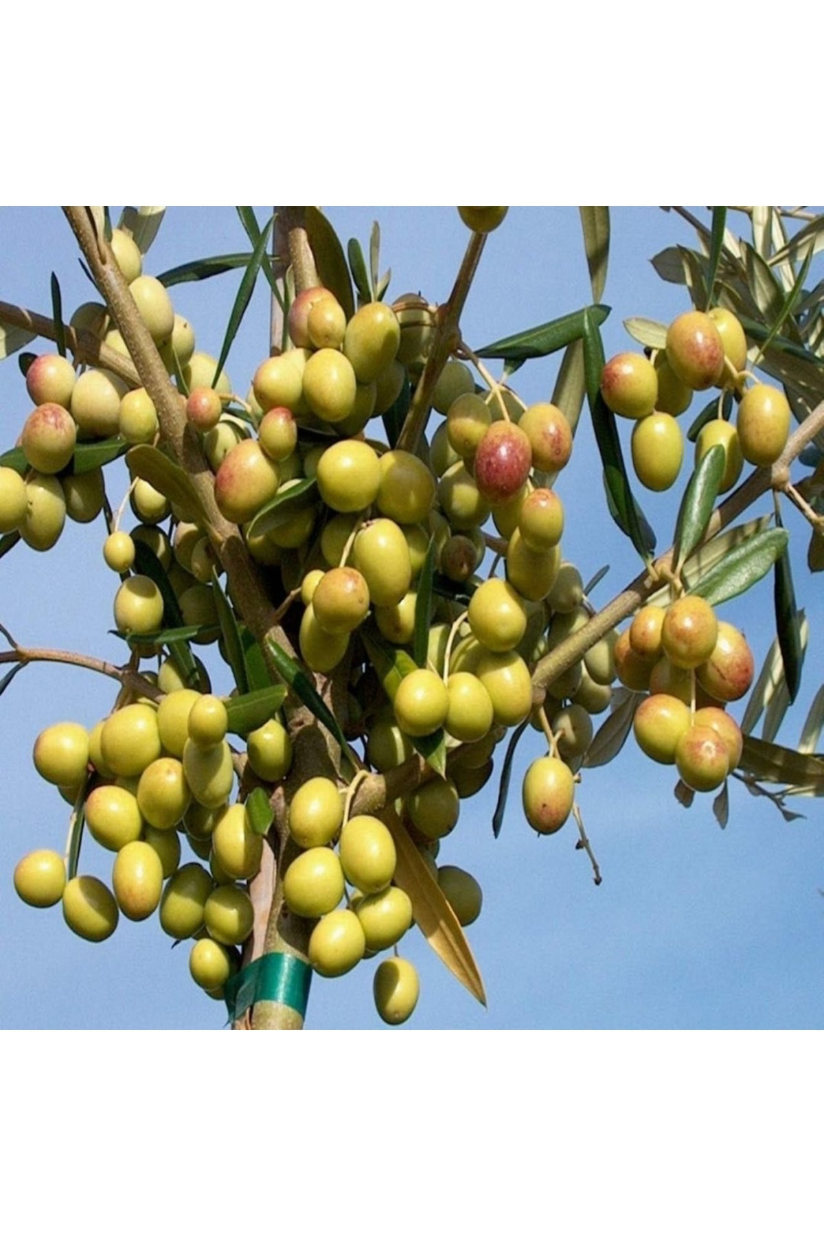 Tüplü Arbequina Bodur İspanyol Zeytin Fidanı 2 Yaş Meyve Verme Du