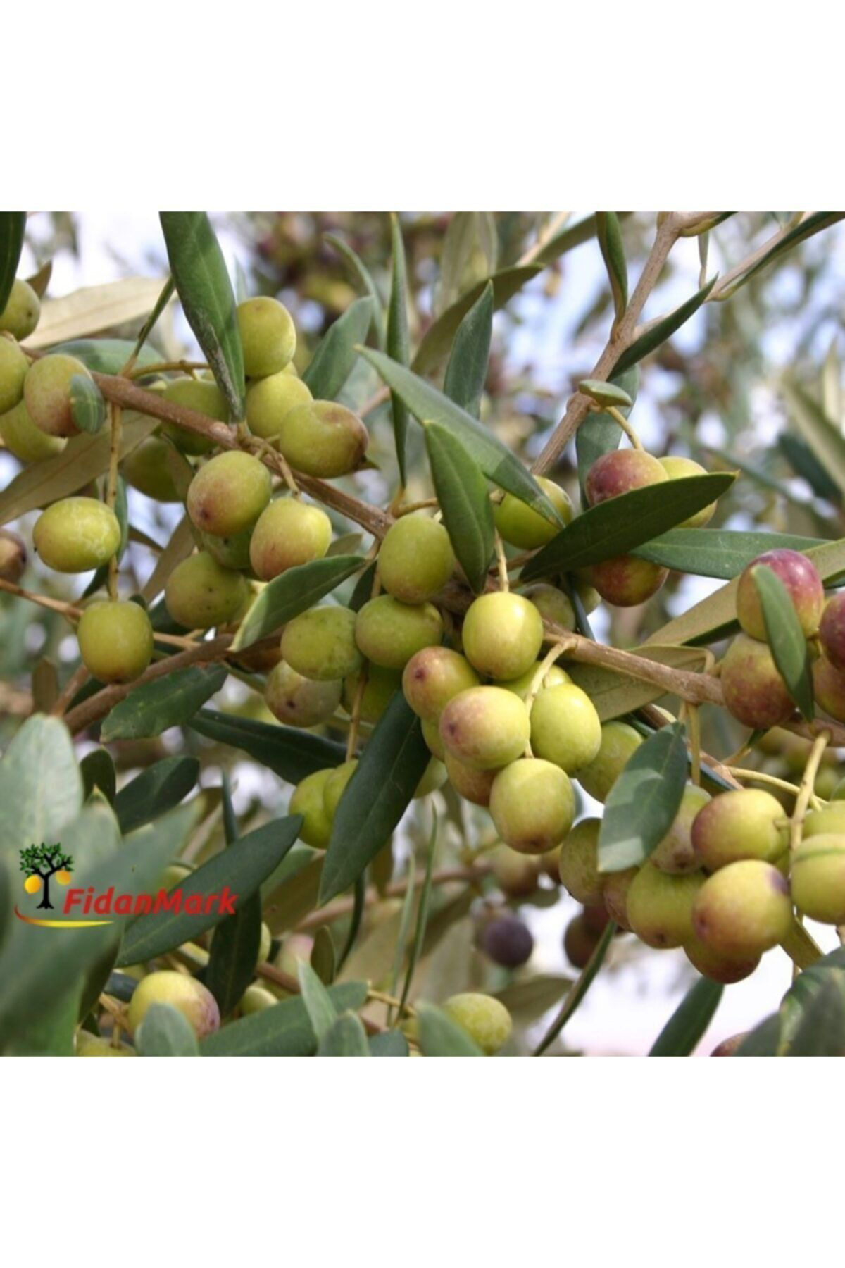 Fidanmark Tüplü Arbequına (Bodur) Zeytin Fidanı 2Yaş (Evde Saksıda Yetiştir