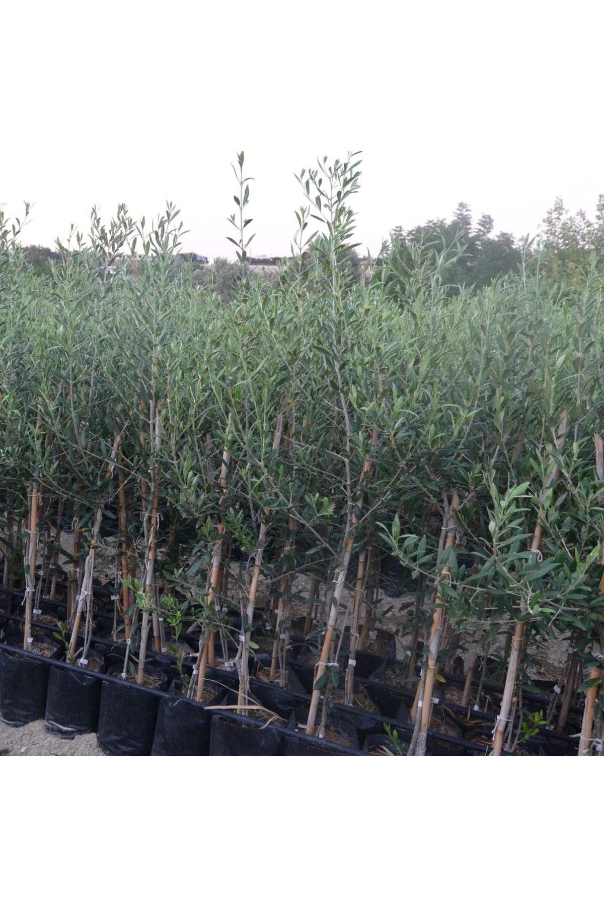 Tüplü Arbequina Bodur İspanyol Zeytin Fidanı 2 Yaş Meyve Verme Du