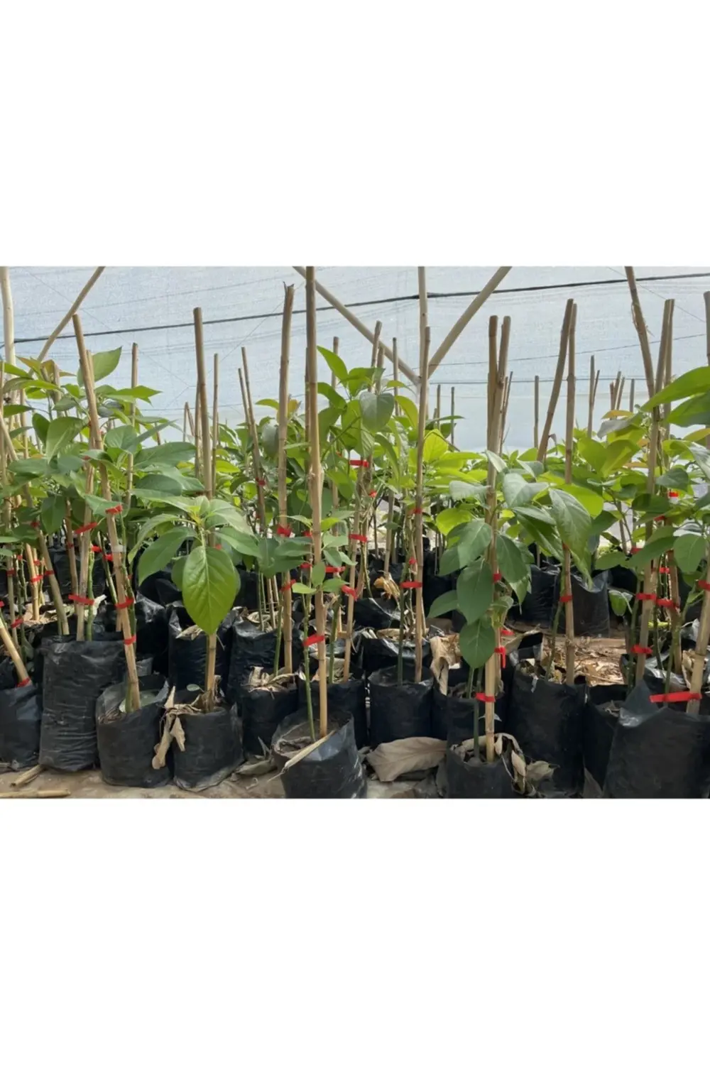 Tüplü Aşılı Avokado Fidanı