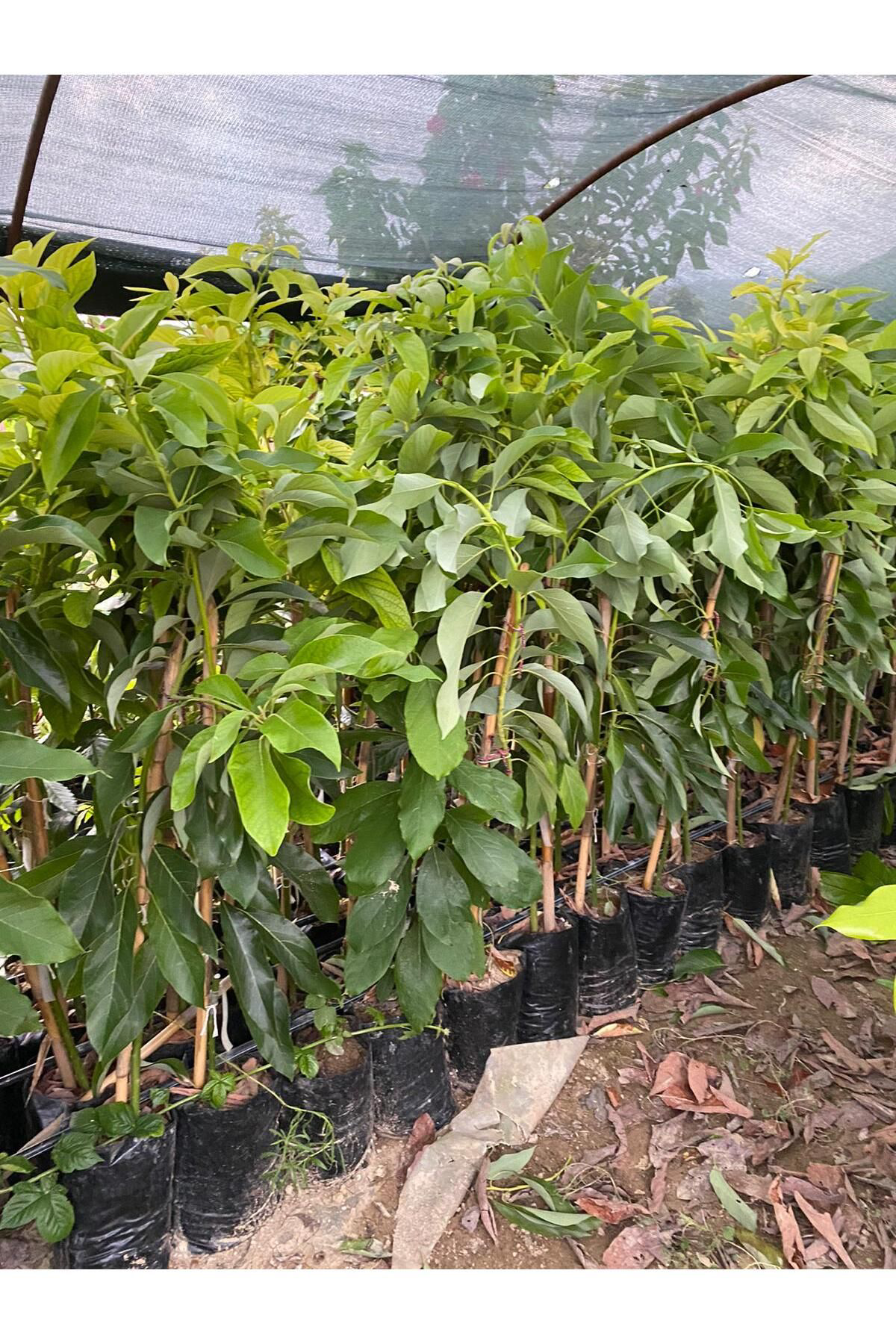 Tüplü Aşılı Bacon Avokado Fidanı