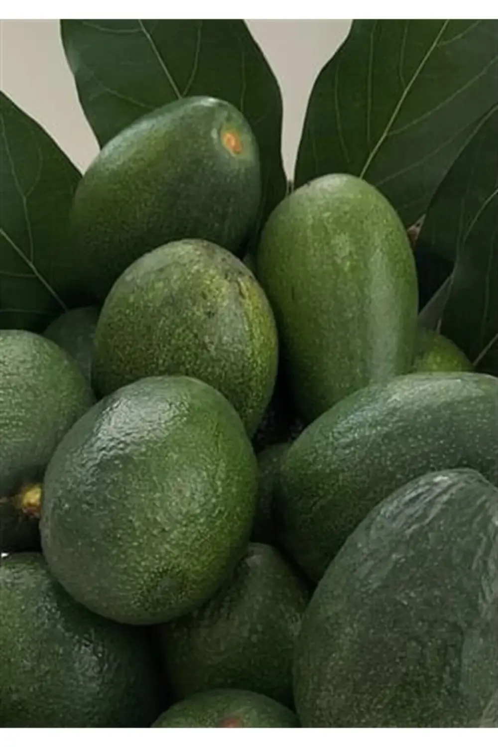 Tüplü Aşılı Bekım [bacon] Avokado Fidanı