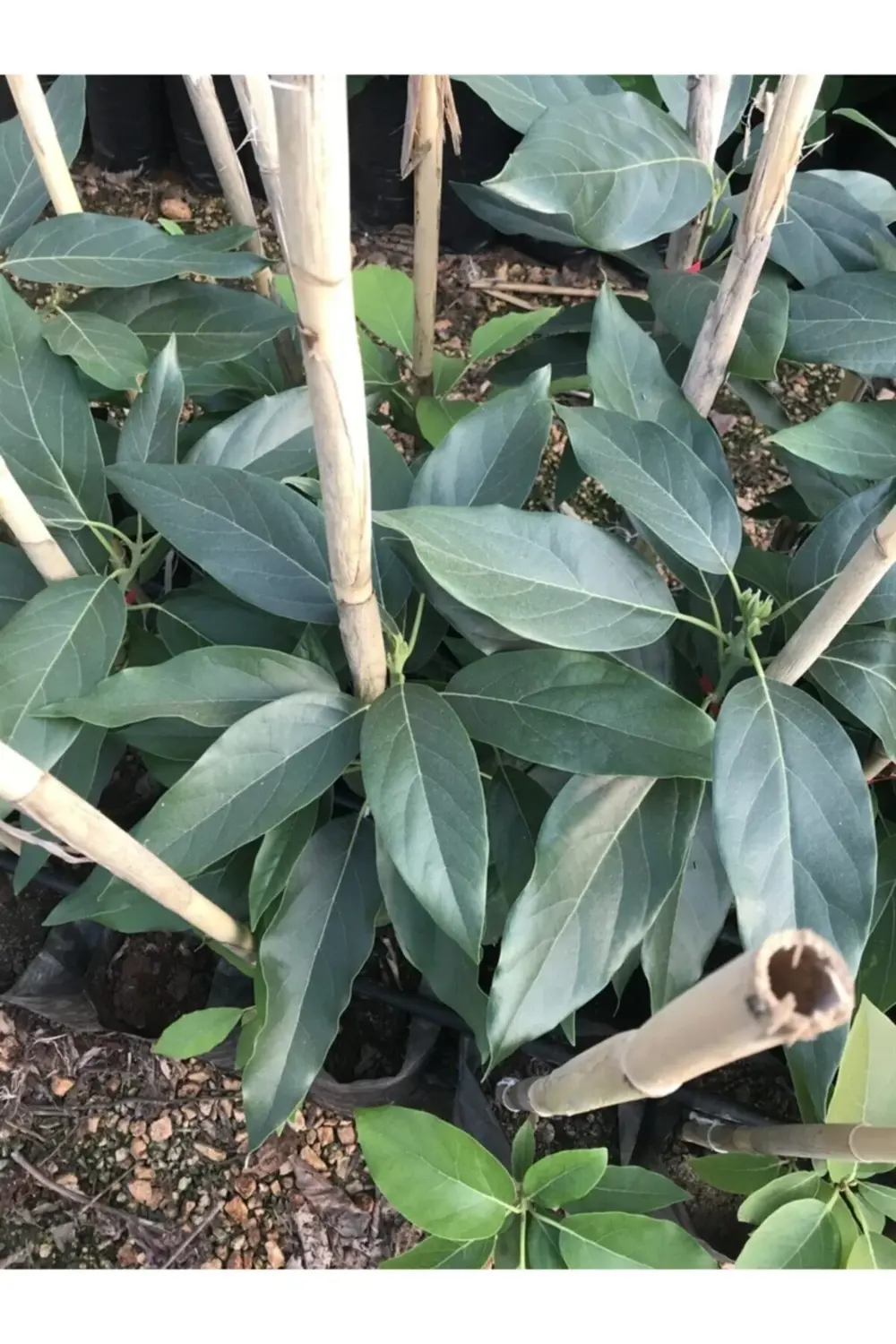 Tüplü Aşılı Bekım [bacon] Avokado Fidanı