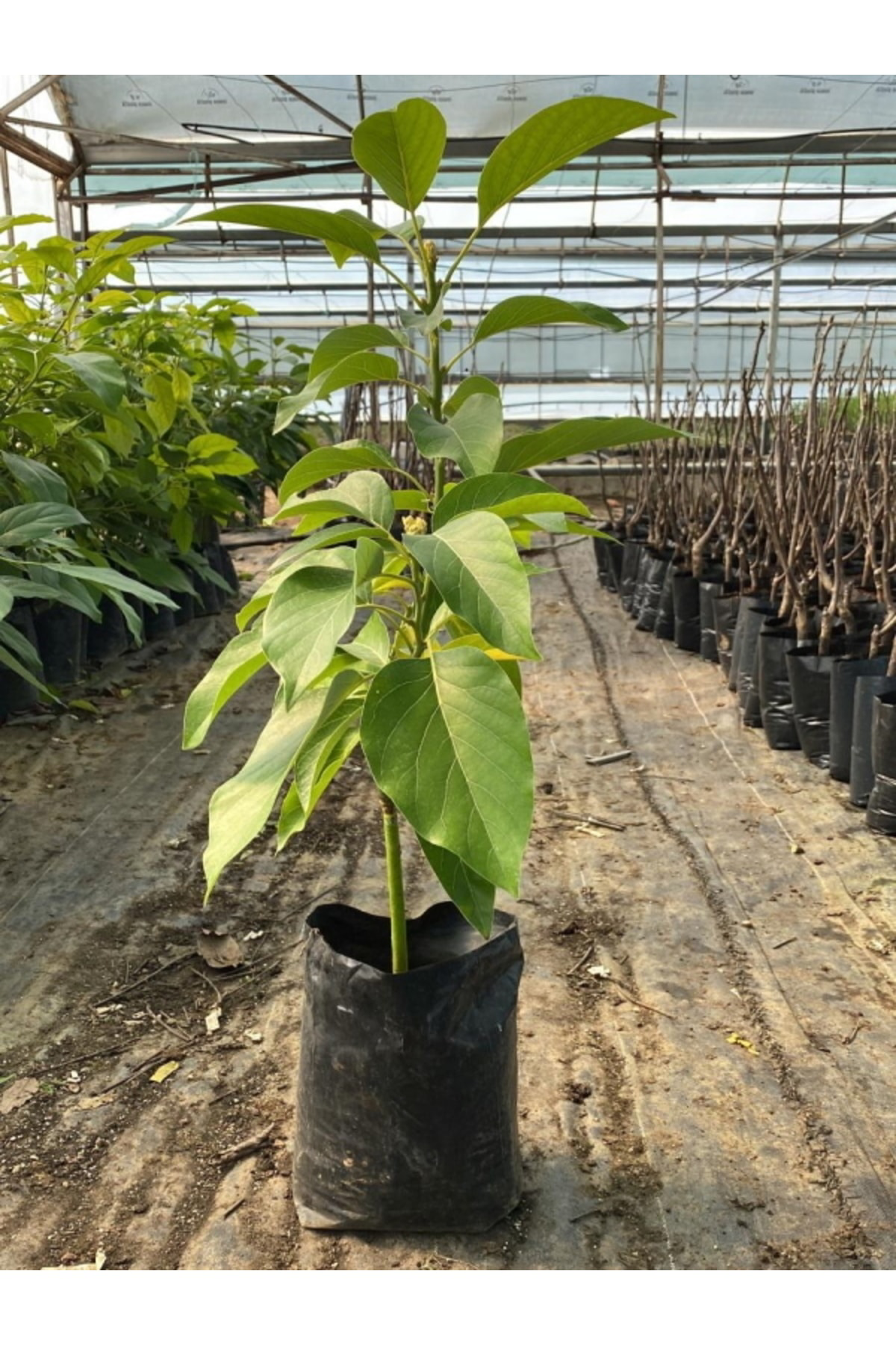 Tüplü Aşılı Fuerte Avokado Fidanı