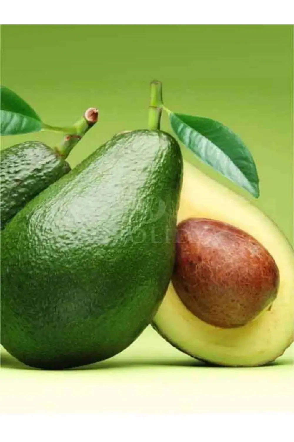 Tüplü Aşılı Fuerte Avokado Fidanı