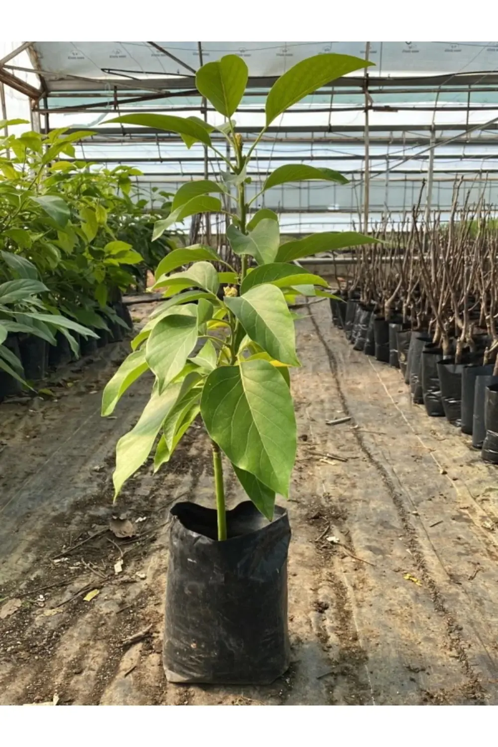 Tüplü Aşılı Fuerte Avokado Fidanı