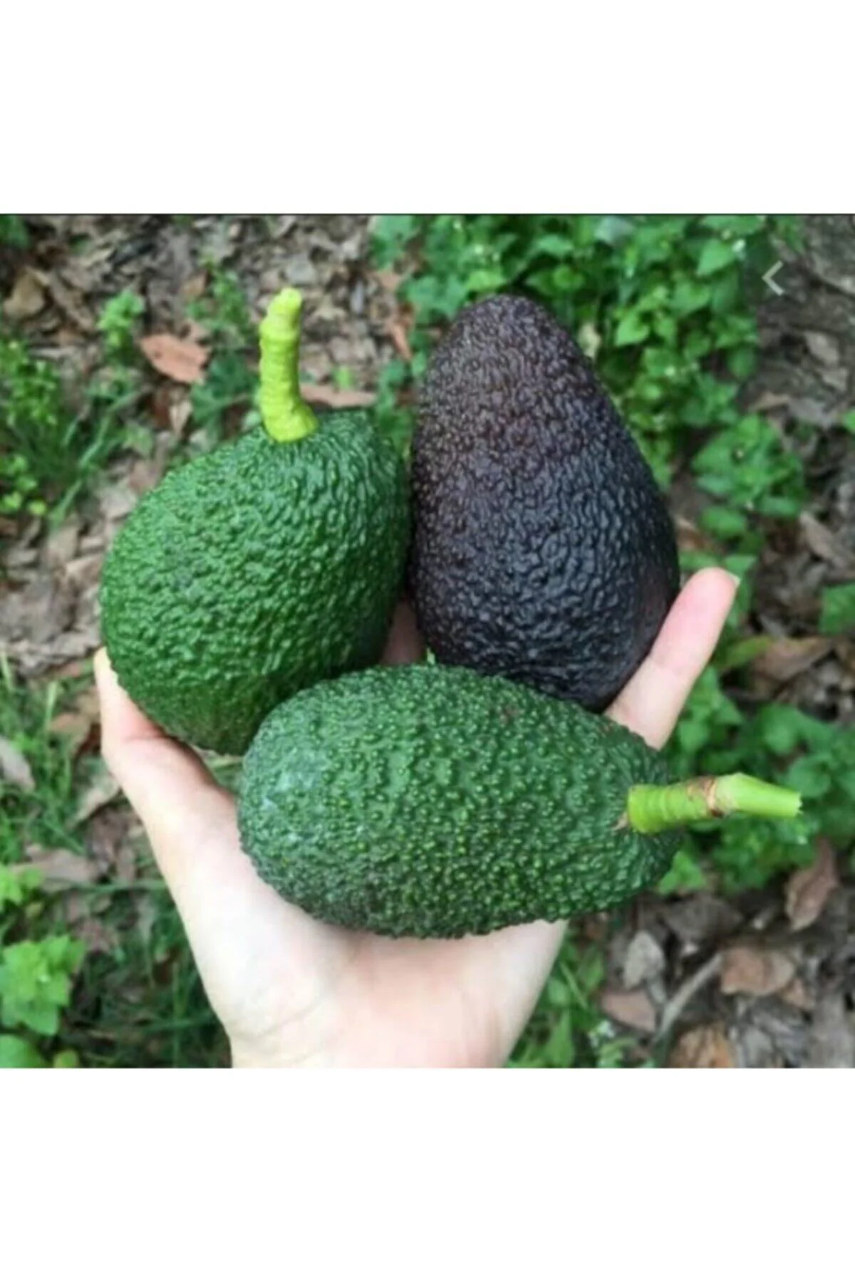 Tüplü Aşılı Has Black Avokado Fidanı