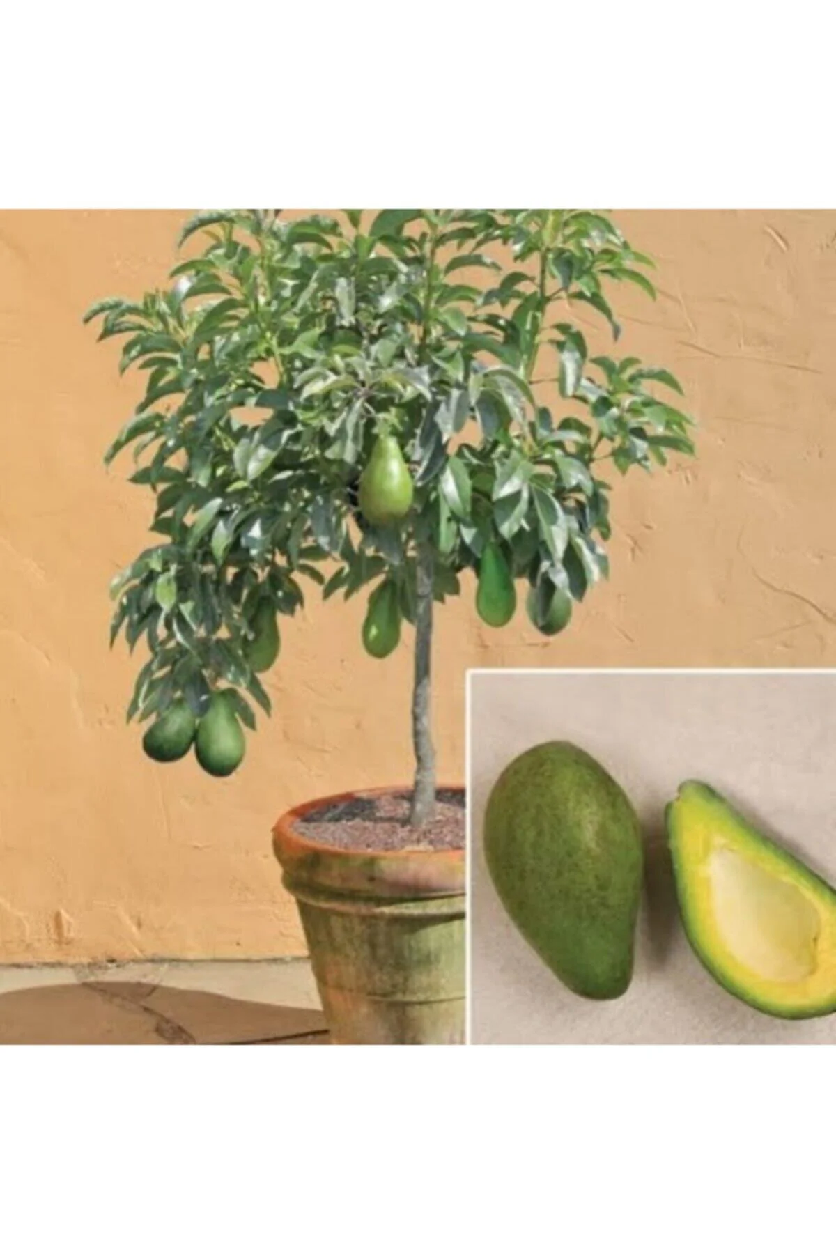 Tüplü Aşılı Has Black Avokado Fidanı