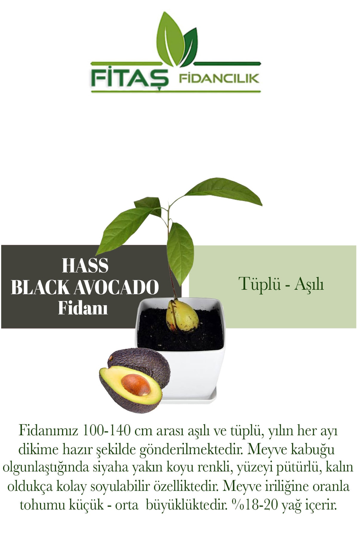 Tüplü Aşılı Hass Black Avokado Fidanı